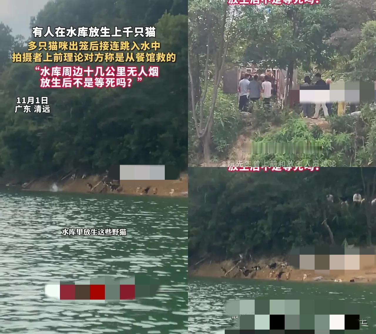 见过缺德的放生，但没见过把水库变成集体坟场的！当广东清远那几卡车"被救"的猫纷纷