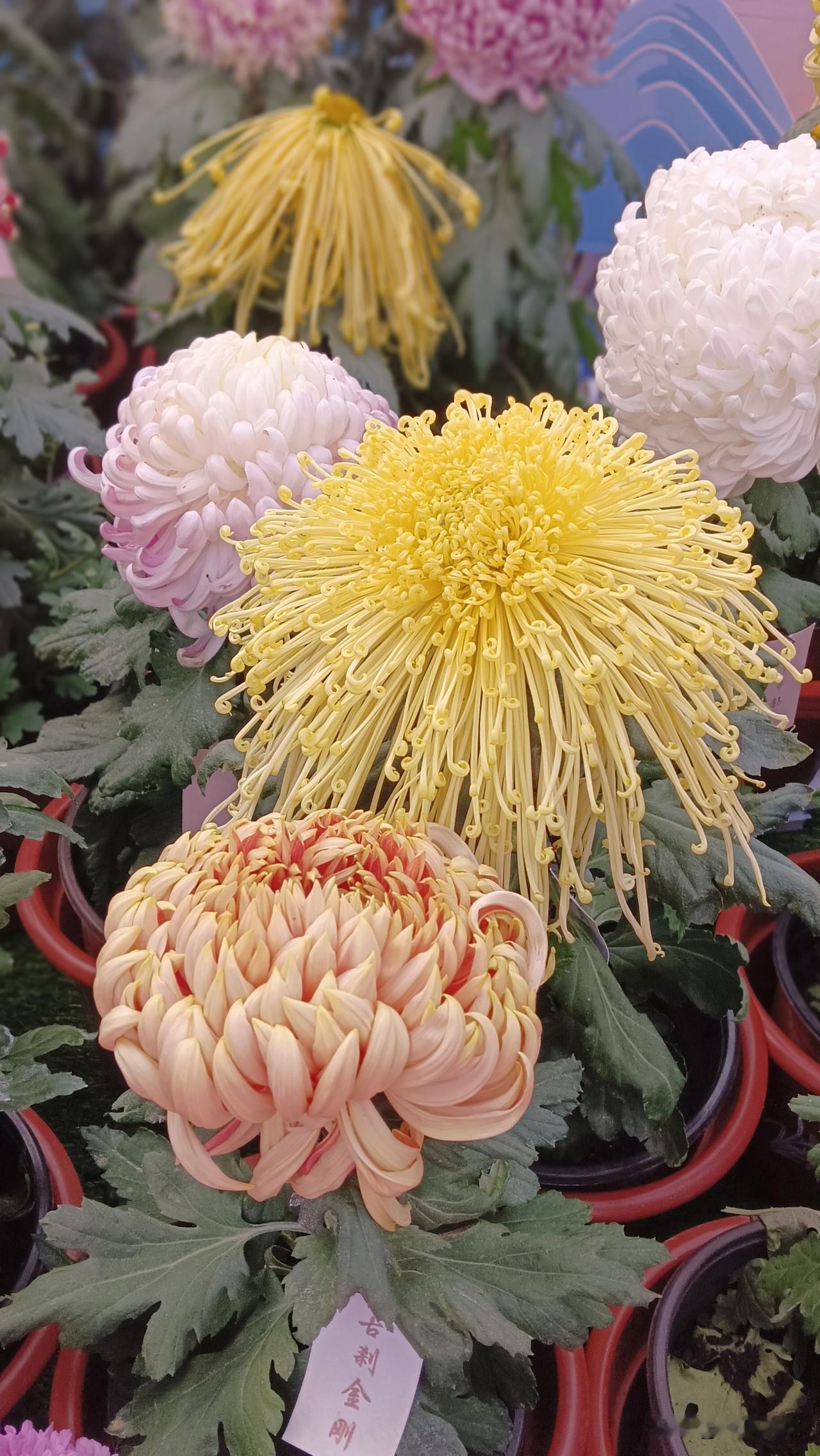 。发出来与大家共赏。由于图片数量限制，只能发十八张照片。