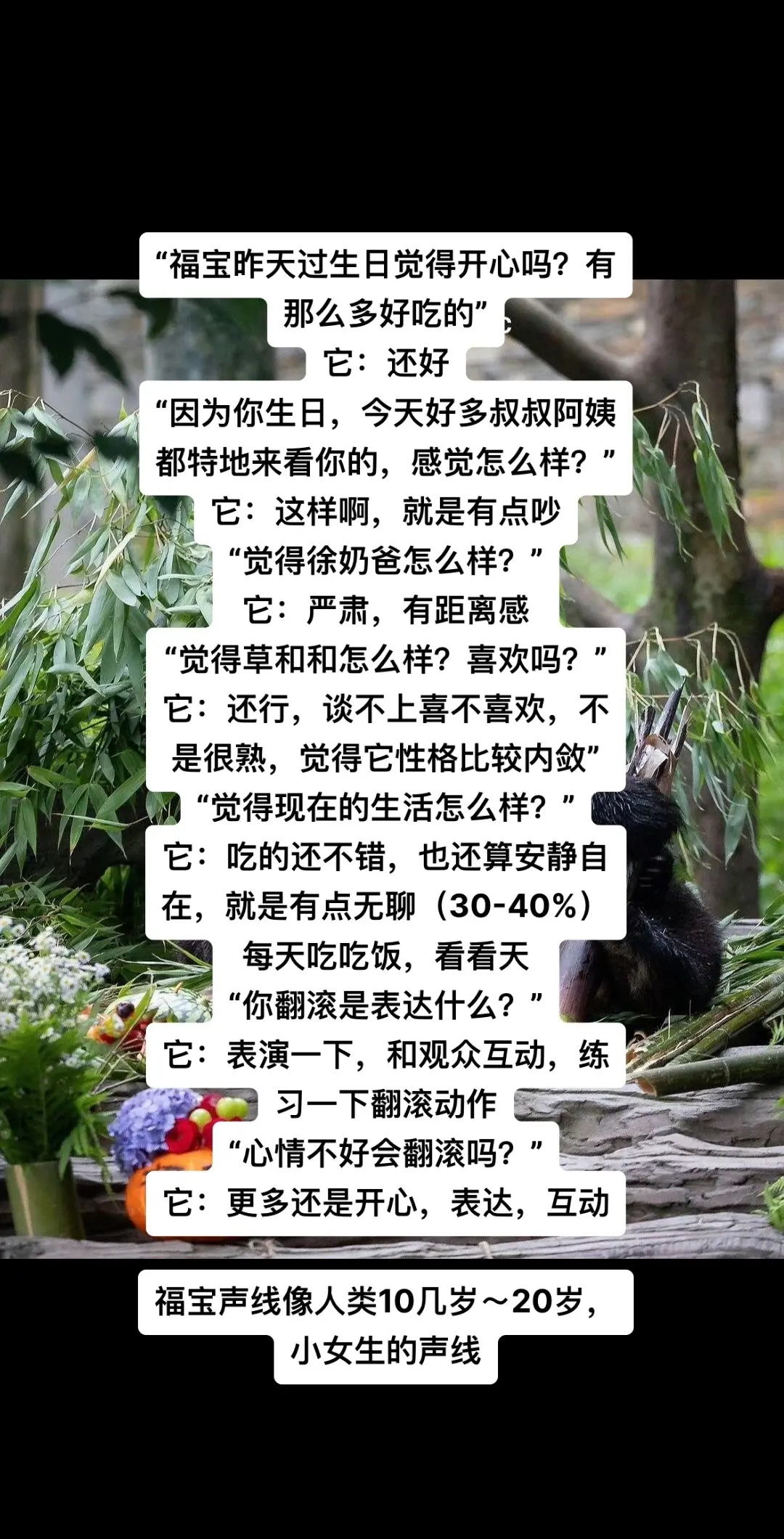 宠物沟通——福宝生日1