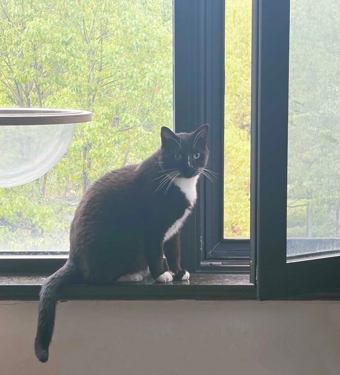 每一天，我严肃迎接早。daily奶牛猫 （投稿：） 