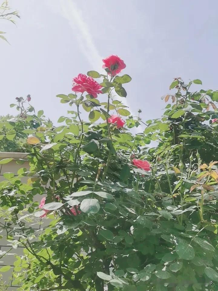 记录我的2026月季花～美～