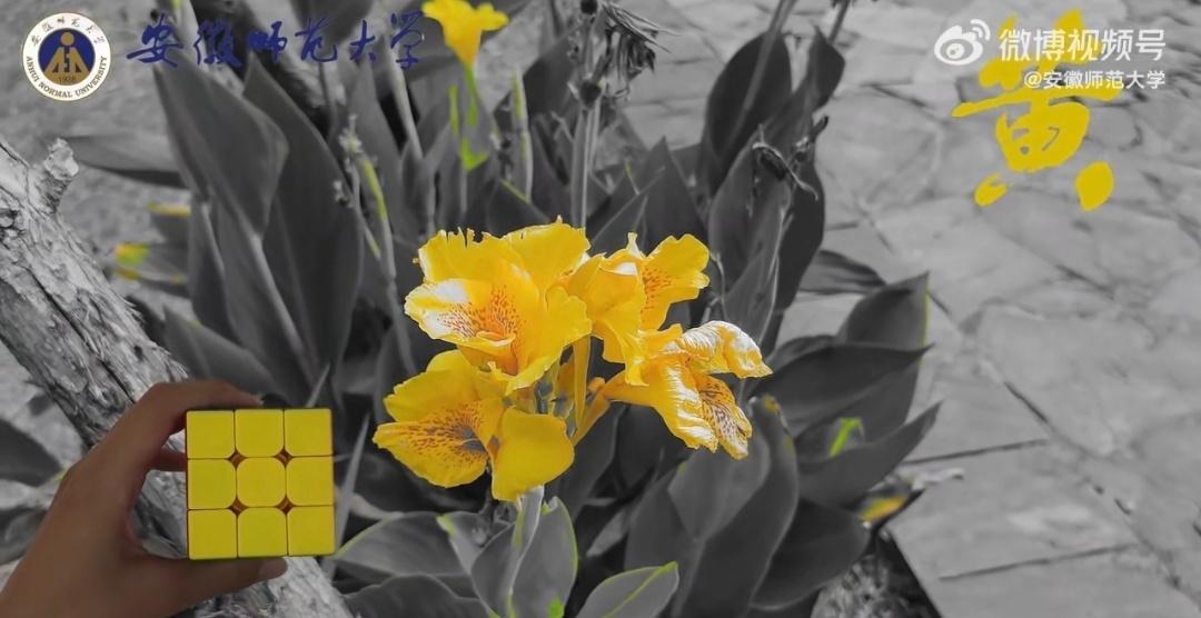 秋意正浓，安师大的校园被季节赋予了最丰富的色彩。金黄的银杏叶铺满小径，赤红的砖墙