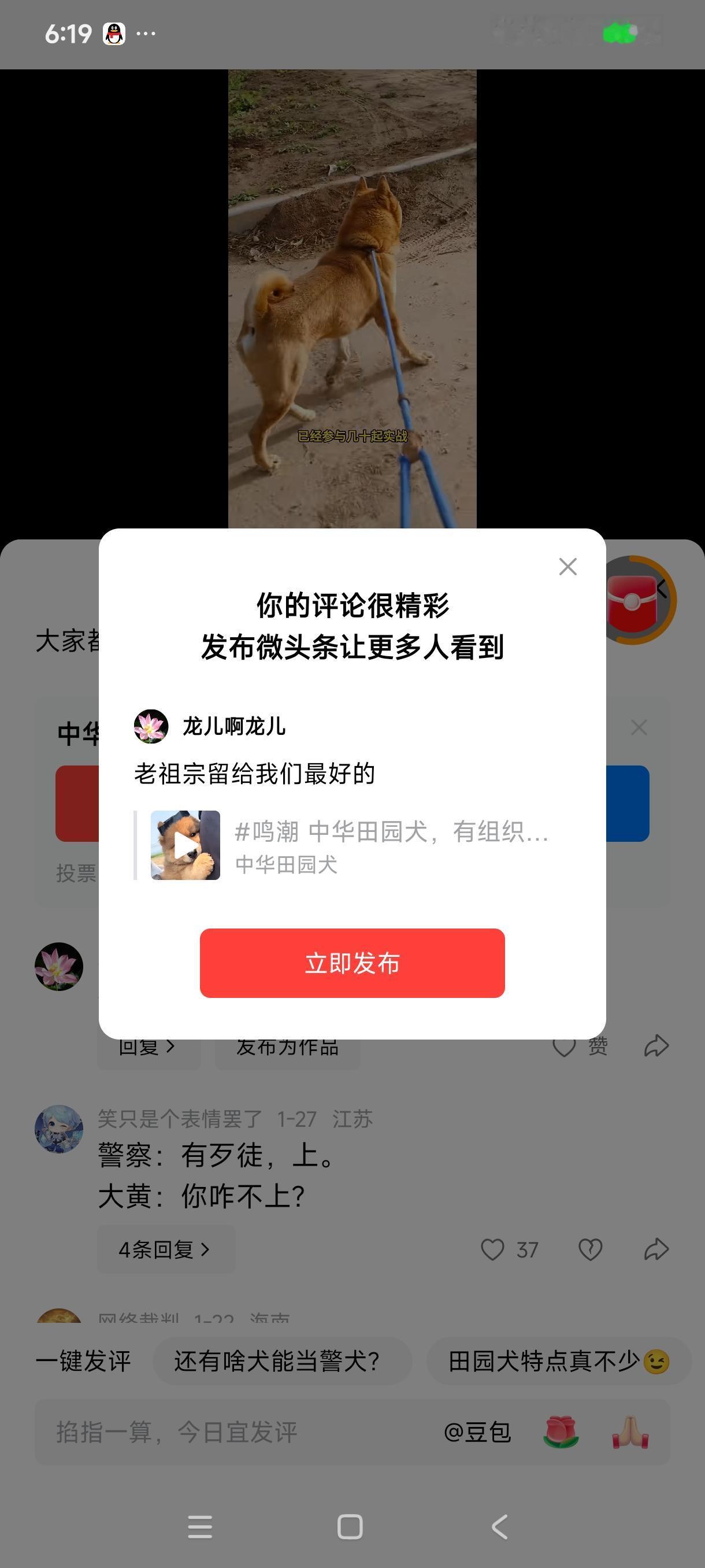 中华田园犬，全世界最忠诚最好的动物朋友，老祖宗留给我们最好的！