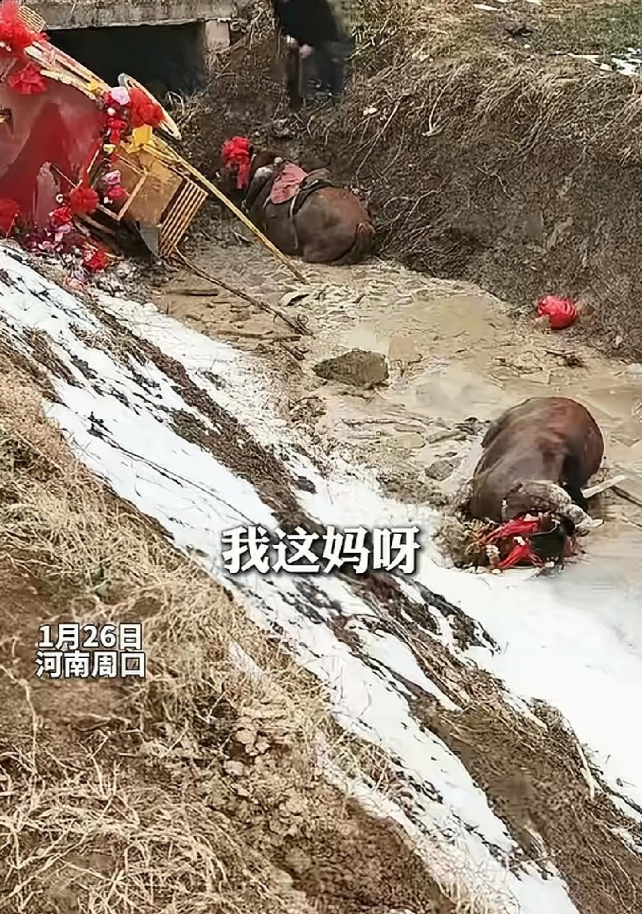 1月26日，河南周口。一对新人在腊八节结婚。按照当地习俗，新娘坐马车去婆家。新娘