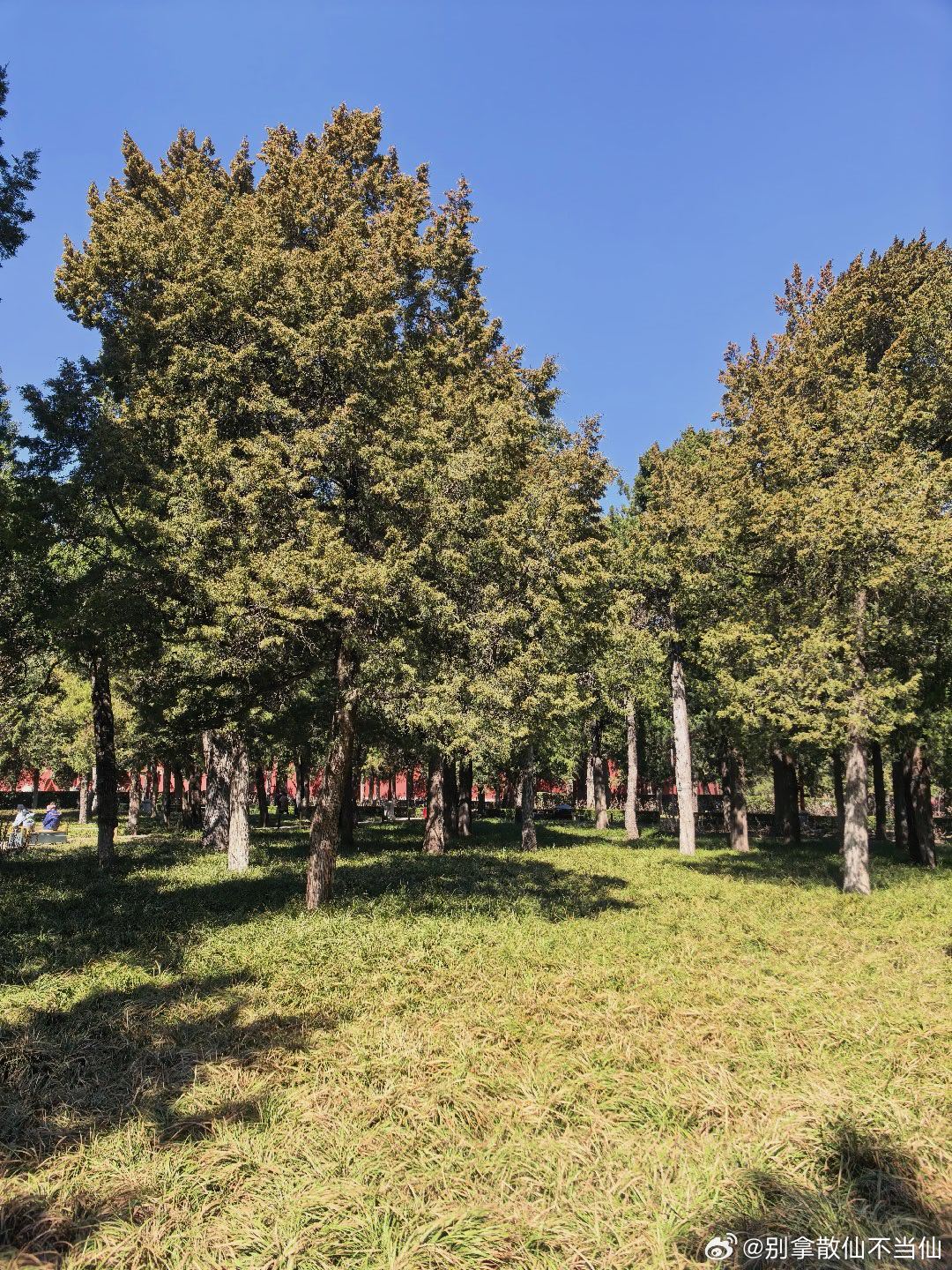 北京春色之景山公园，诗家清景在新春，绿柳才黄半未匀。若待上林花似锦，出门俱是看花