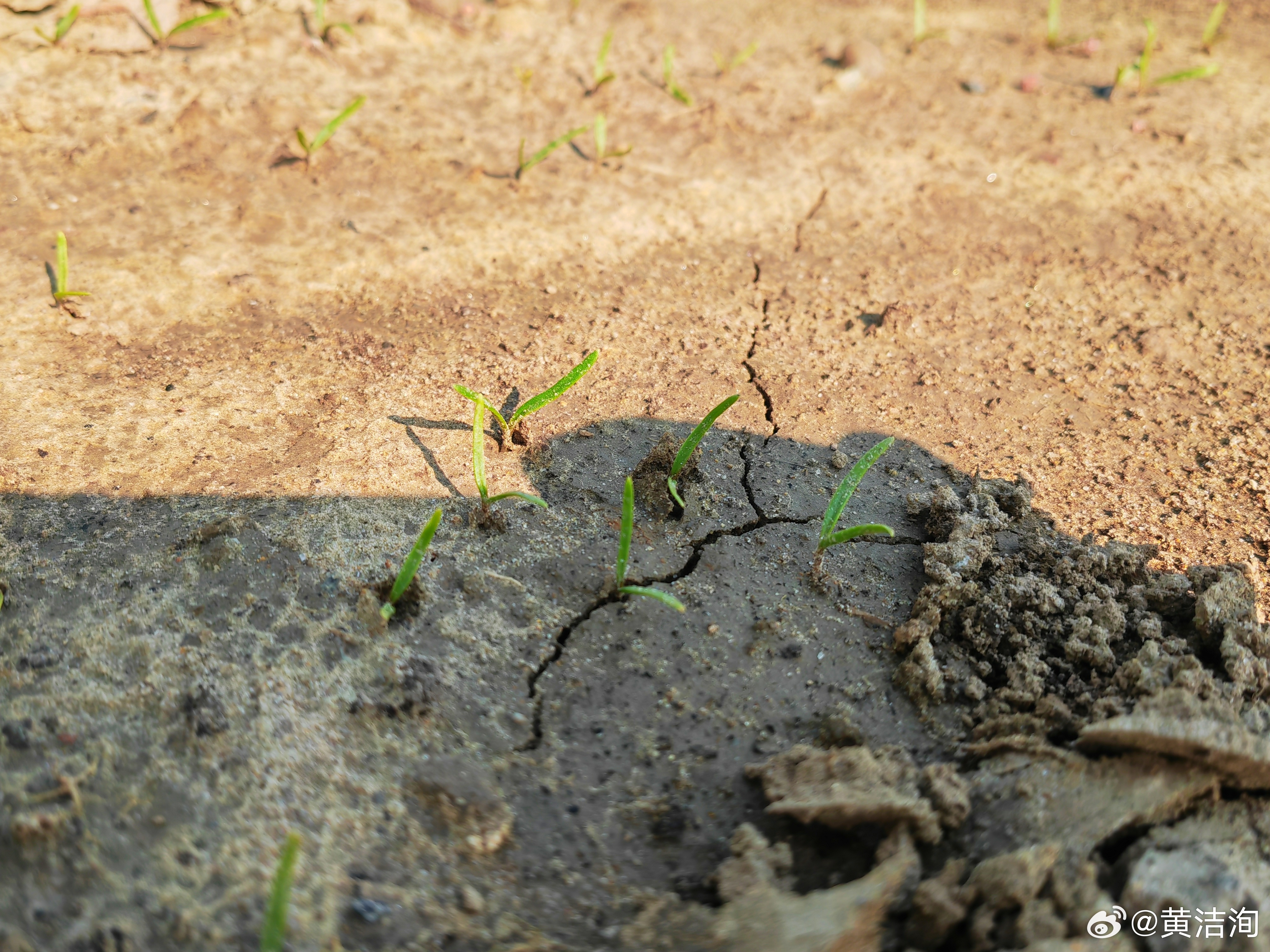 我没有放弃，撒了第6遍菠菜种子，出芽啦！今年我的胡萝卜不长腿啦！进菜园必拍 ​​