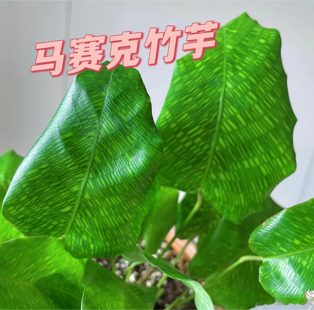 为什么没有马赛克竹芋卖了啊，天哪谁能告诉我，这是发生了啥 