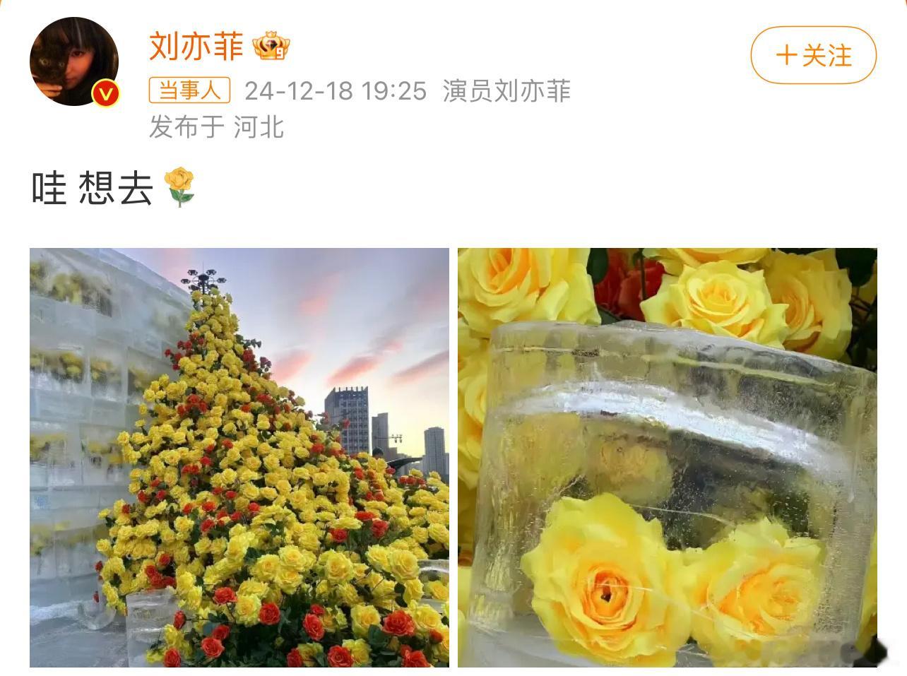 感觉这个冬天会有人在东北偶遇刘亦菲诶 