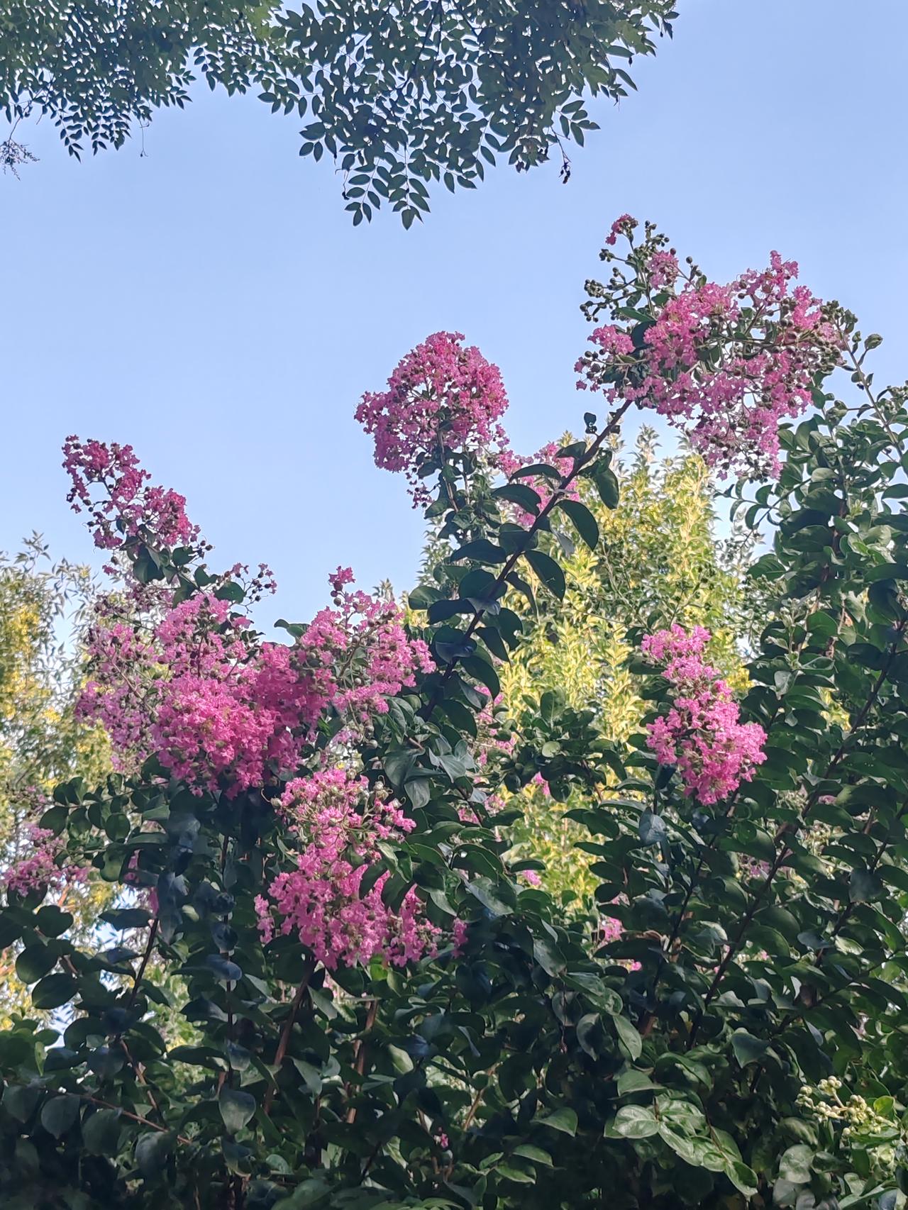 夏日生活打卡季 夏日里，紫薇花红得热烈又迷人。小暑一到，正是紫薇盛开的时节，公园