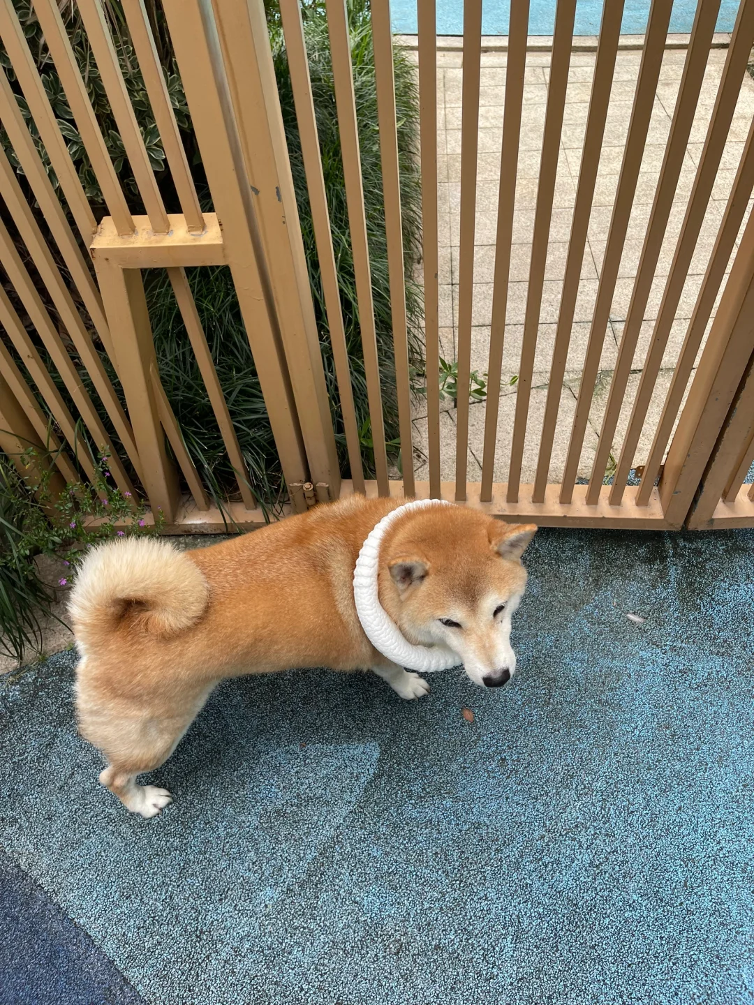 飞盘躲避者！