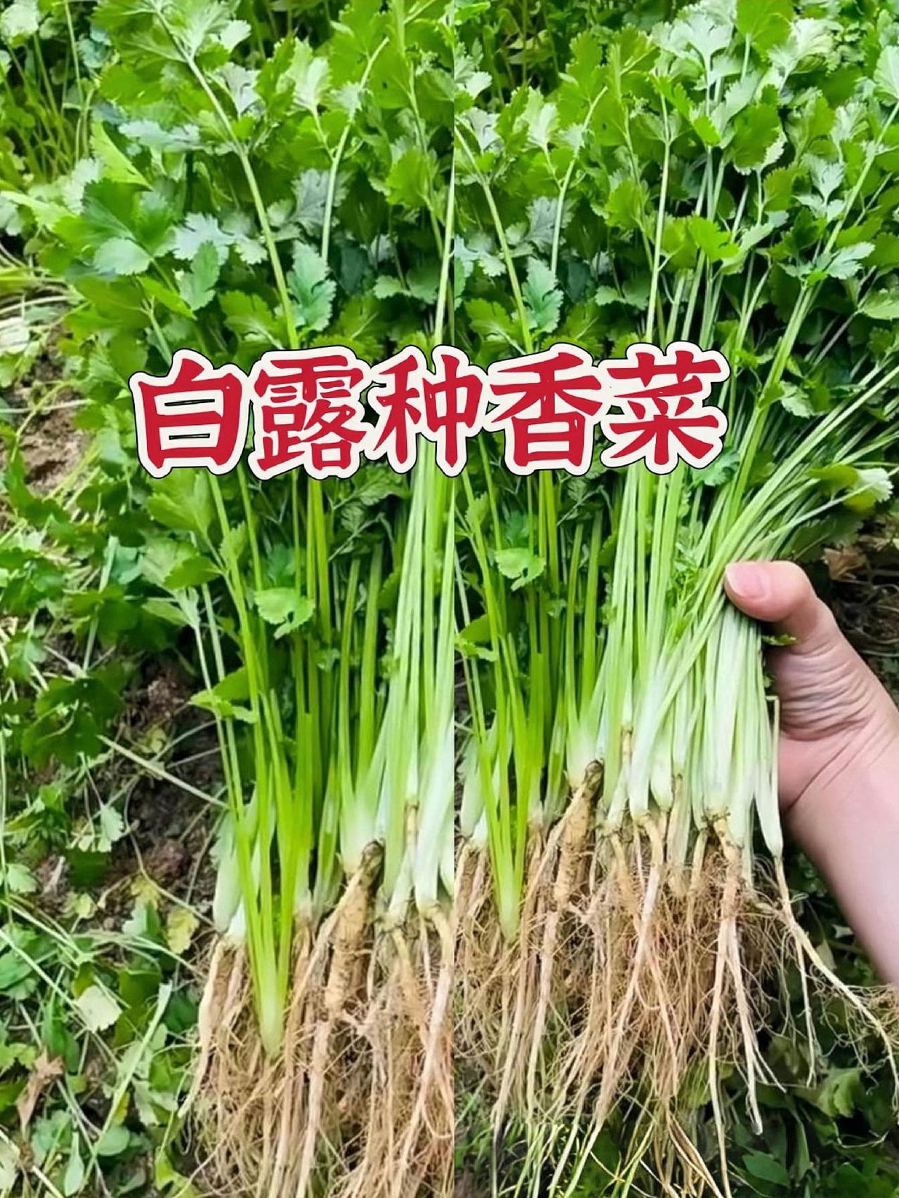 #自己种的纯天然的绿色蔬菜  #关注我一起学种菜 #种植小技巧 #在家种菜 #新