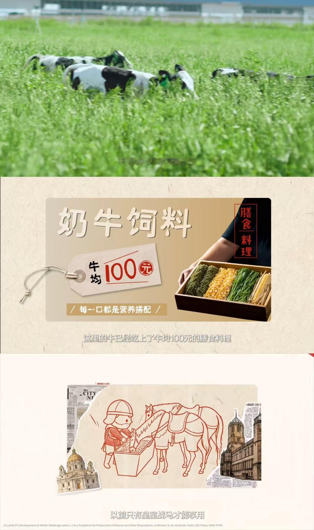 奶牛进厂居然这么严格全球不到三成奶牛能拿到offer 原来奶牛进厂要测性格，太活