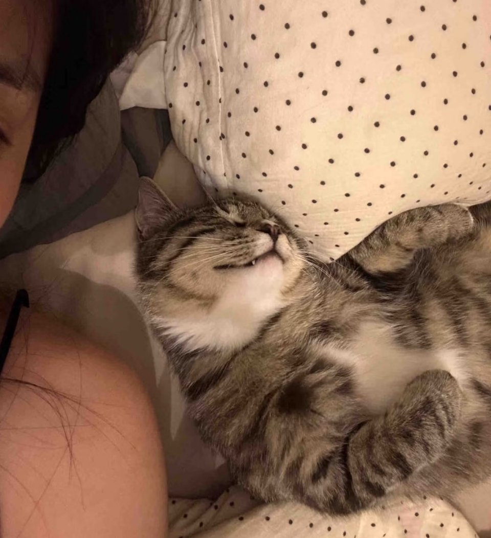 萌宠 半夜热醒了，猫猫倒是睡眠真好 