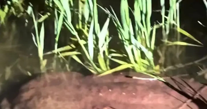 山西一公园内发现一只“娃娃鱼”有一米多长，当地林业：疑人工饲养放生，已移送保护站