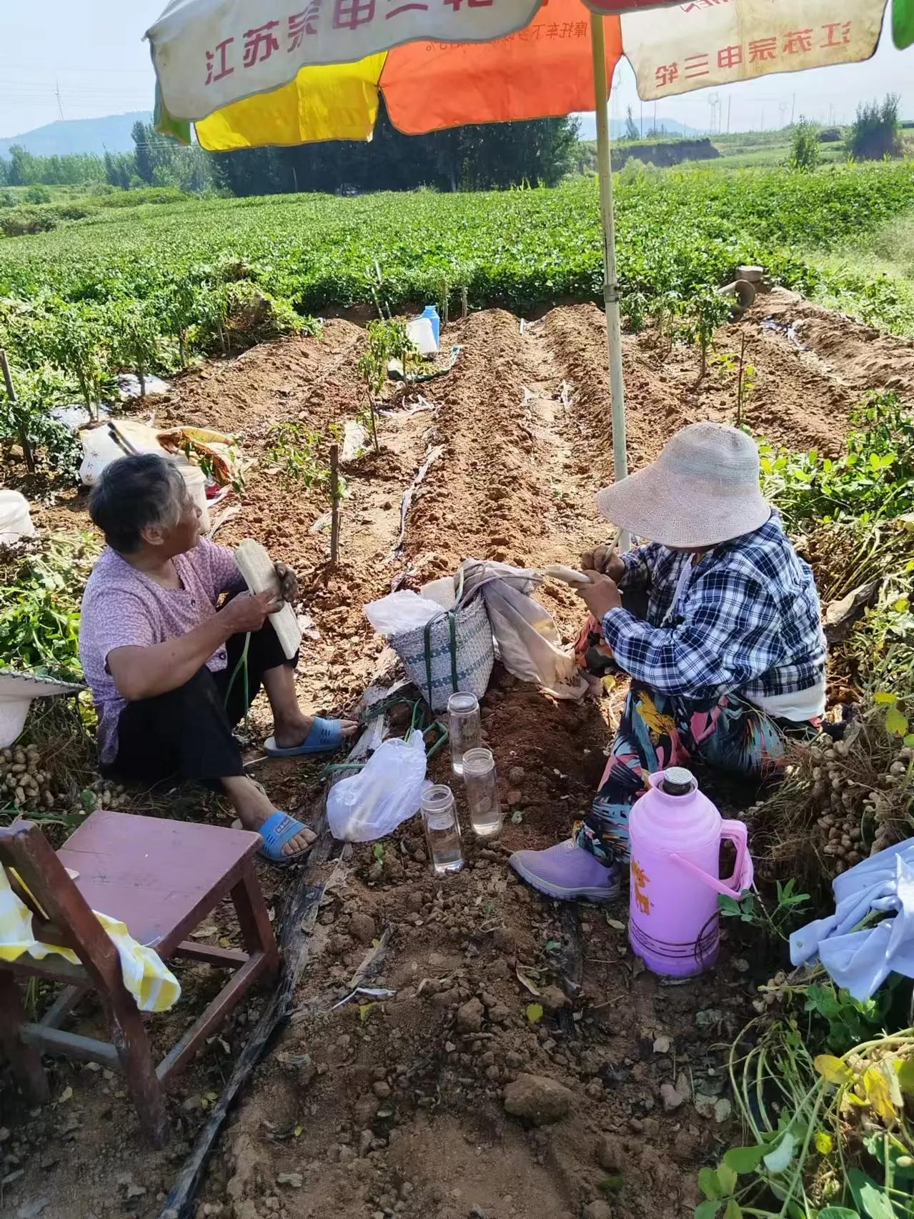 谁能看明白这婆媳二人在田间干的什么活吃的什么饭吗？谁能估计到她们家的现实背景吗？