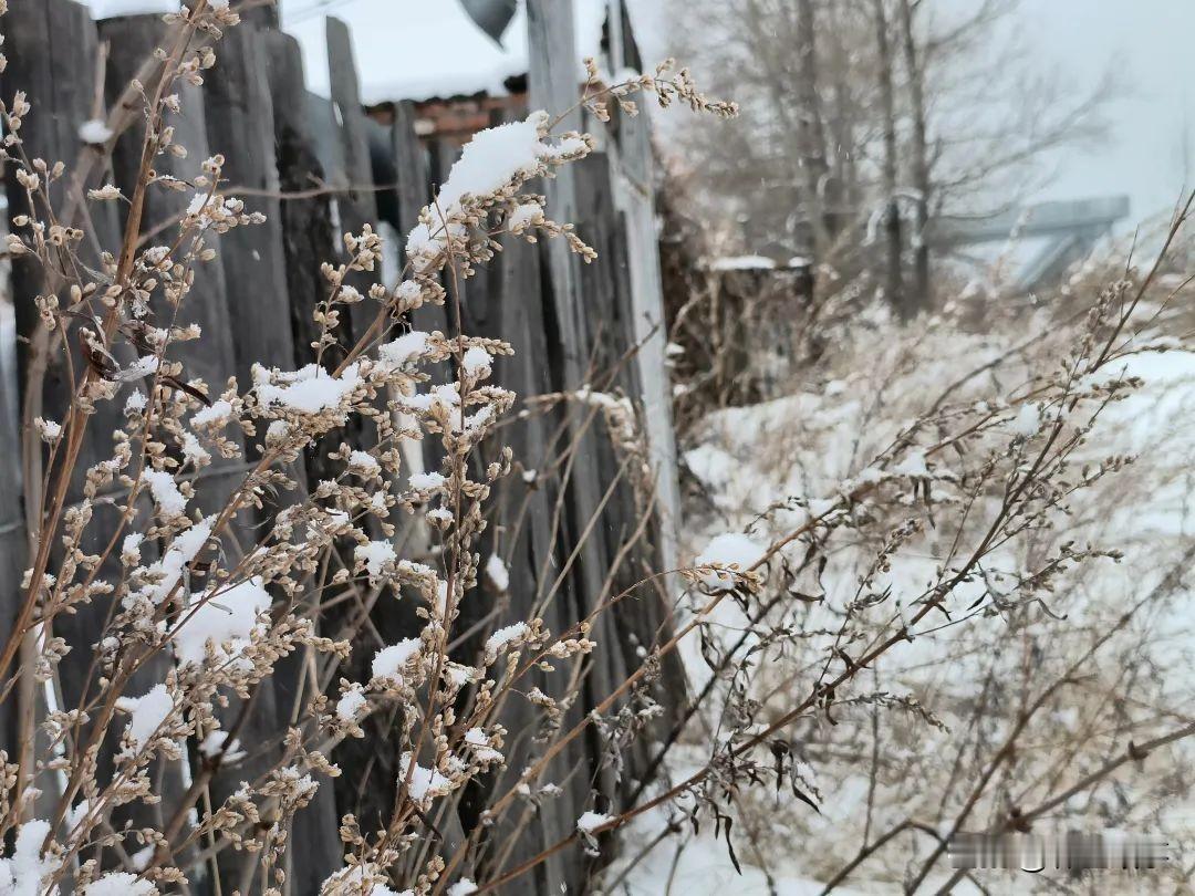 #赏秋意##秋日生活打卡#
鹤河雪落如诗
受新一轮较强冷空气的影响，图里河地区普