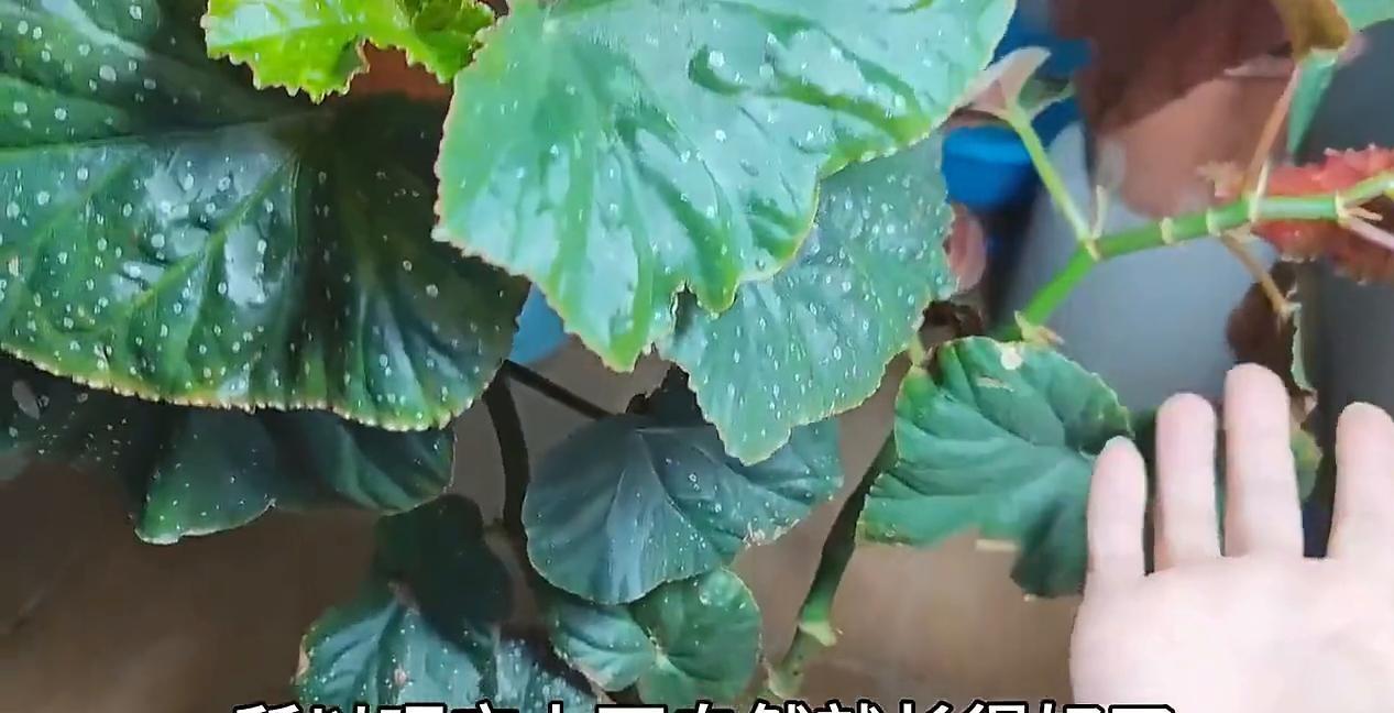 这样配土，我把一盆半死不活的花养成了“绿霸王”
一个月前换的盆，现在它疯了。
叶