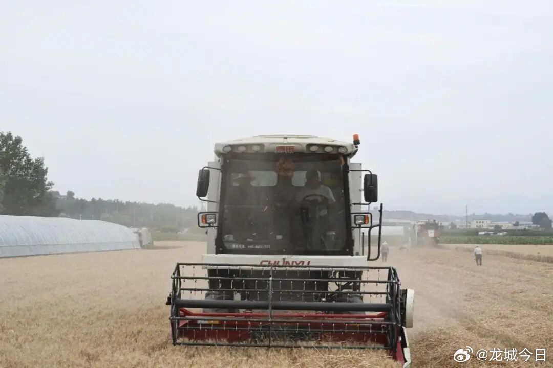 山西一地小麦连续六年亩产超800公斤  四级农技部门与山农大专家联合规范测产，基