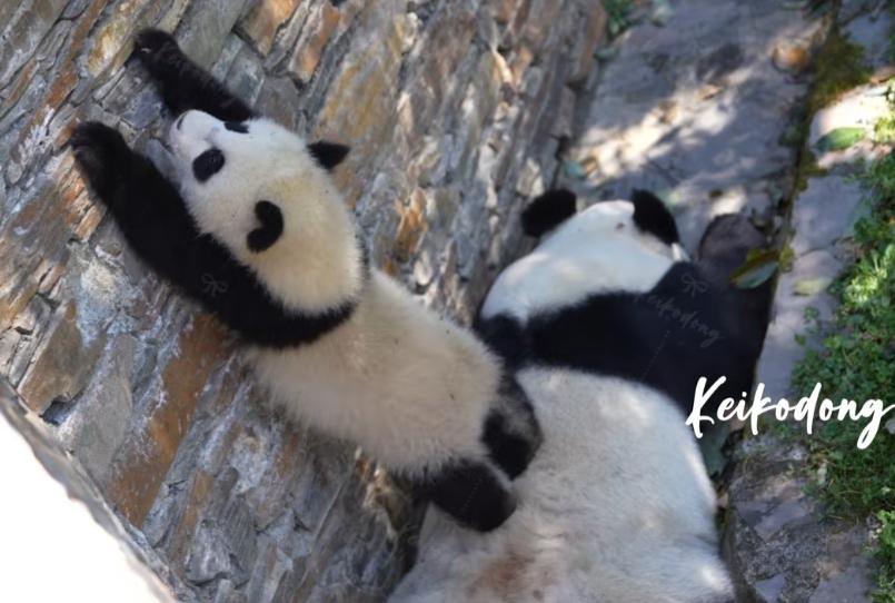 福凤崽二妹这么想越狱啊？妈妈趴在墙角休息，它爬到妈妈身上，站在妈妈背上，靠墙打直