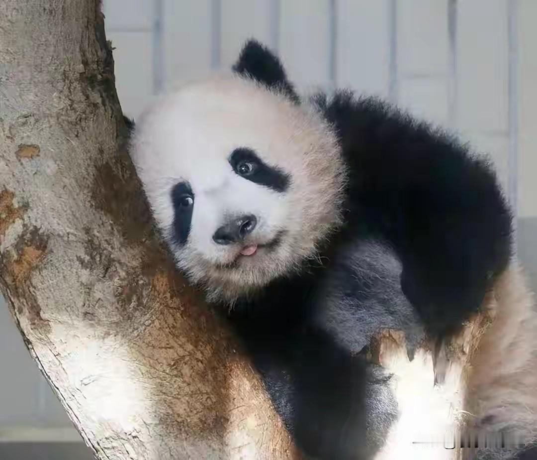 由于中日两个国家之间的关系一直不断持续地遭遇着寒冷，前往日本旅居的大熊猫它们回归