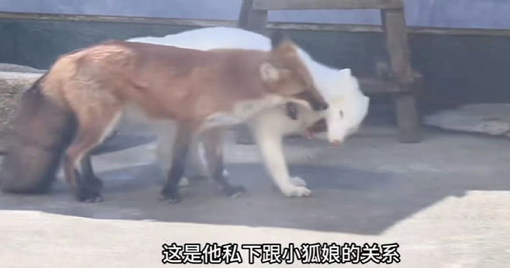 这是含光君私下跟夷陵老祖的关系