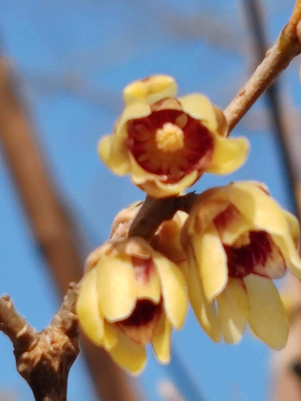 晒图笔记大赛腊月赏梅。