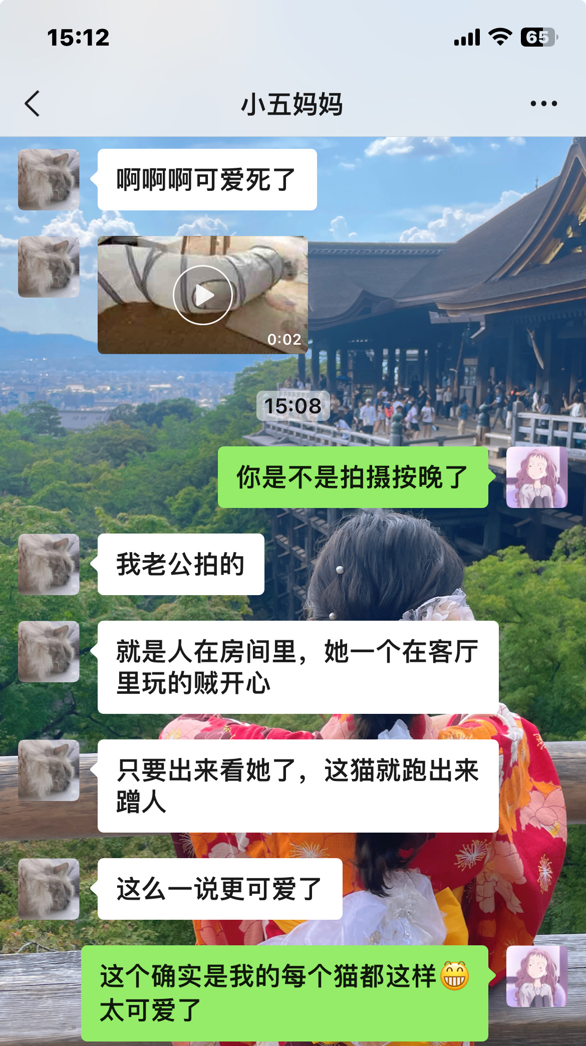 小猫咪最会了~#辣椒家新家回访##英国短毛猫##银渐层# ​​​