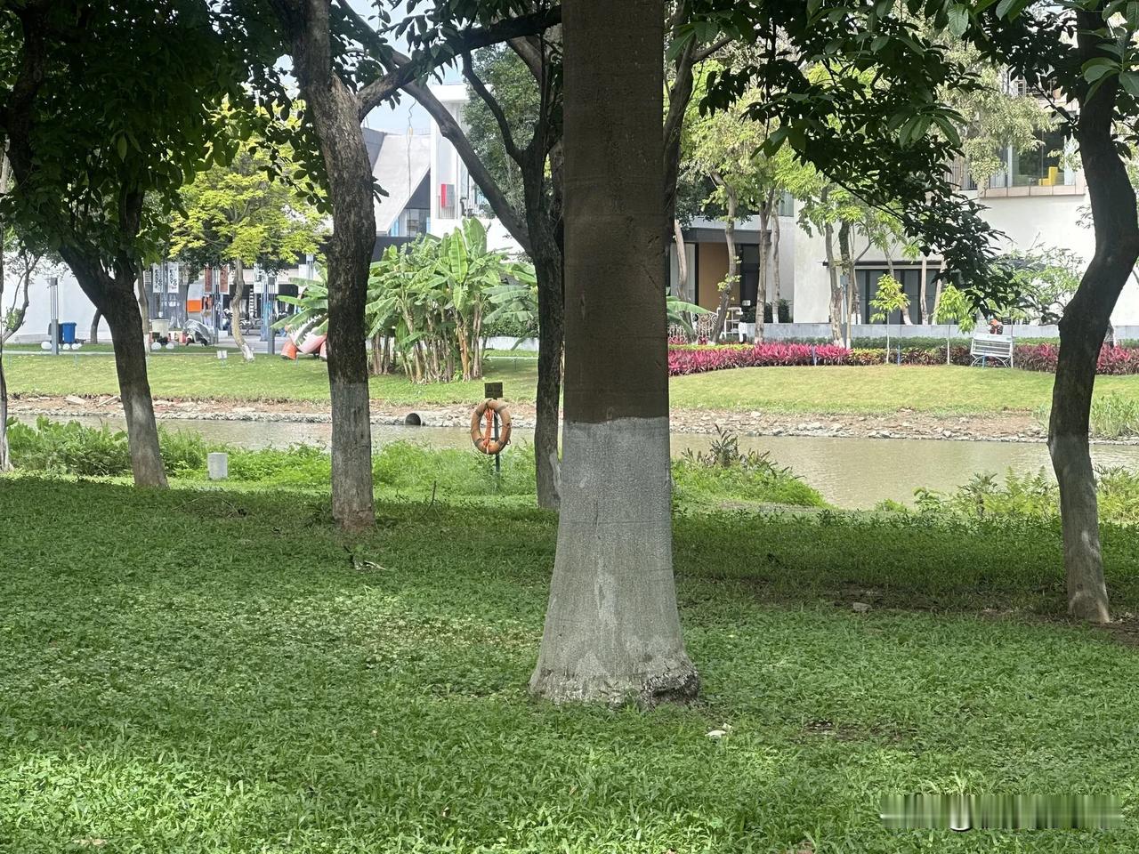 早起，来到这园区散步，
满眼都是舒服的绿色。

平整草地、清浅小河，大树层层叠叠