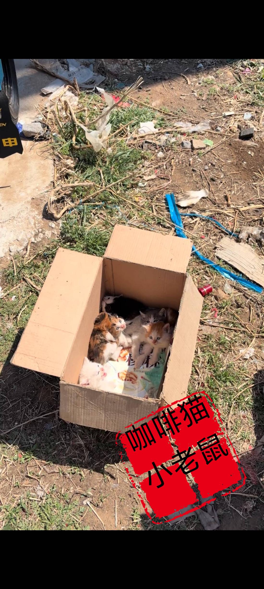 这究竟是谁家的小猫，竟然被自己的主人给丢弃在了一处人行横道的草丛里面……

当路