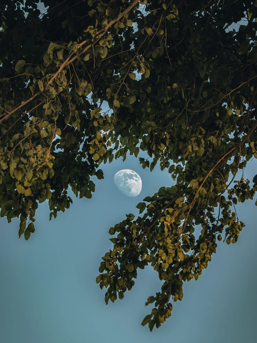 寻找同样喜欢抬头拍月亮的人