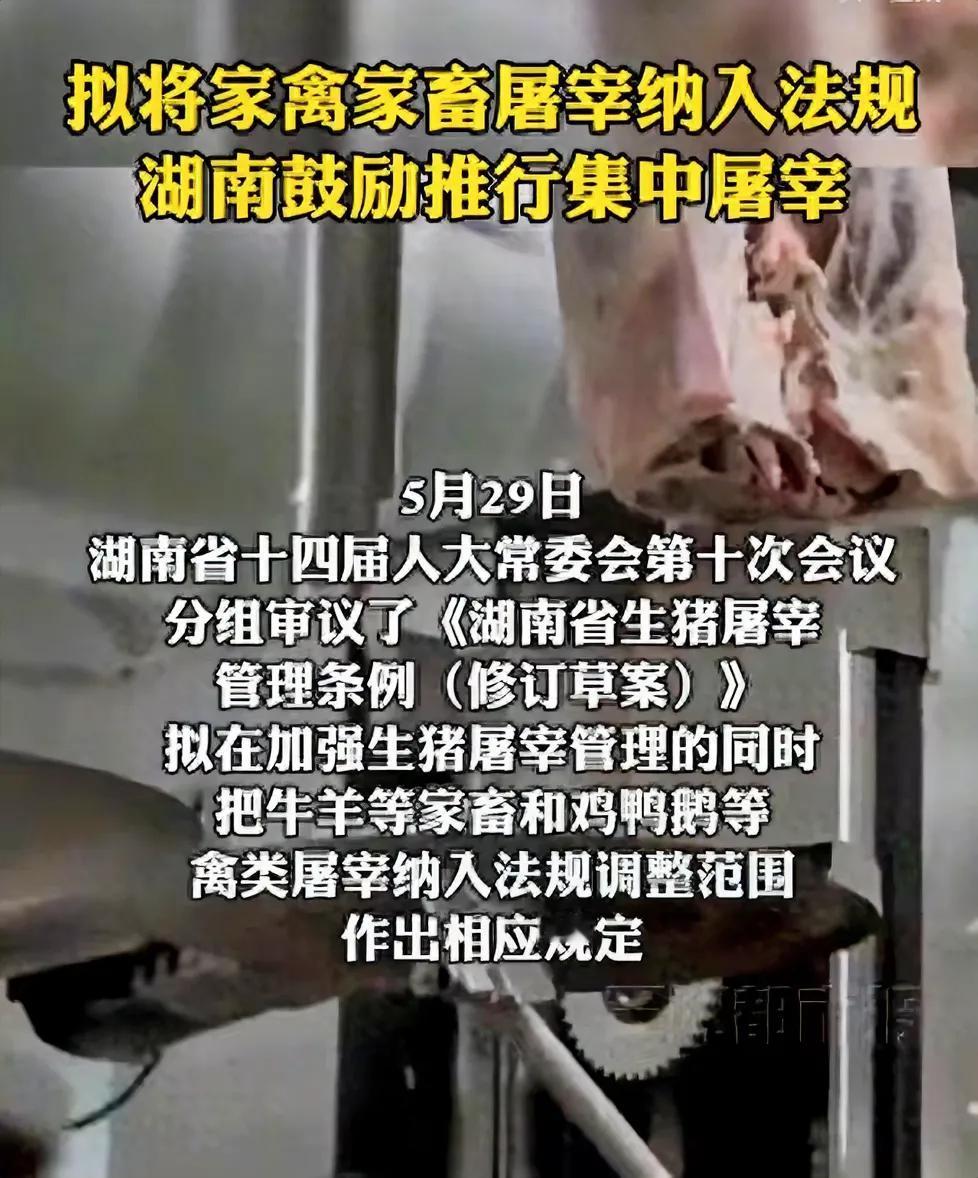 湖南规定农民鸡、鸭、鹅要到指定地点屠宰。也就是说农民养的鸡鸭以后要宰杀，必须将其
