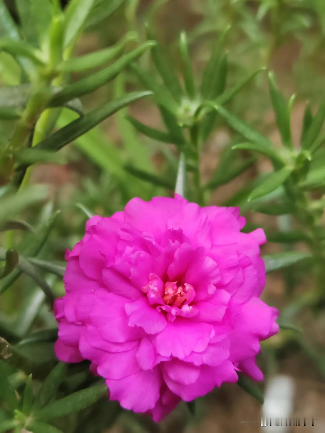 那个白色的花儿，我不知道她的名字，但白色的花儿婷婷袅袅的，洁白盈秀，给人一种高雅