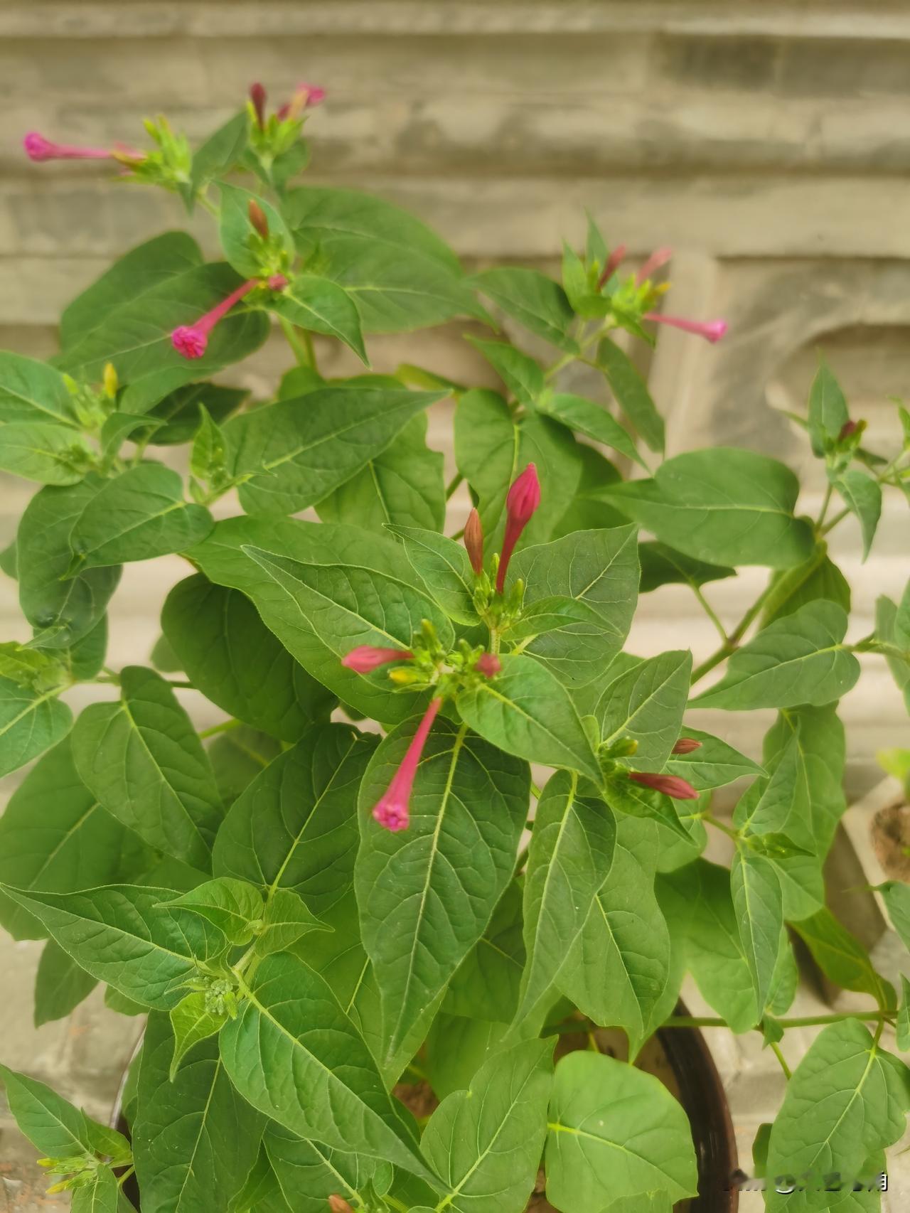 什么花？谁见过？
