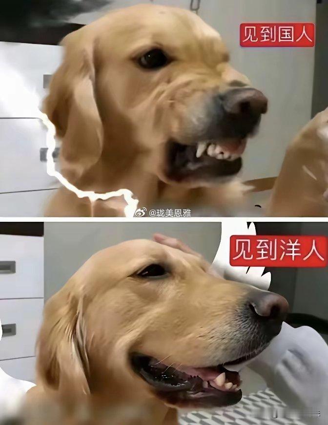 崇洋媚外双标小仙女 
