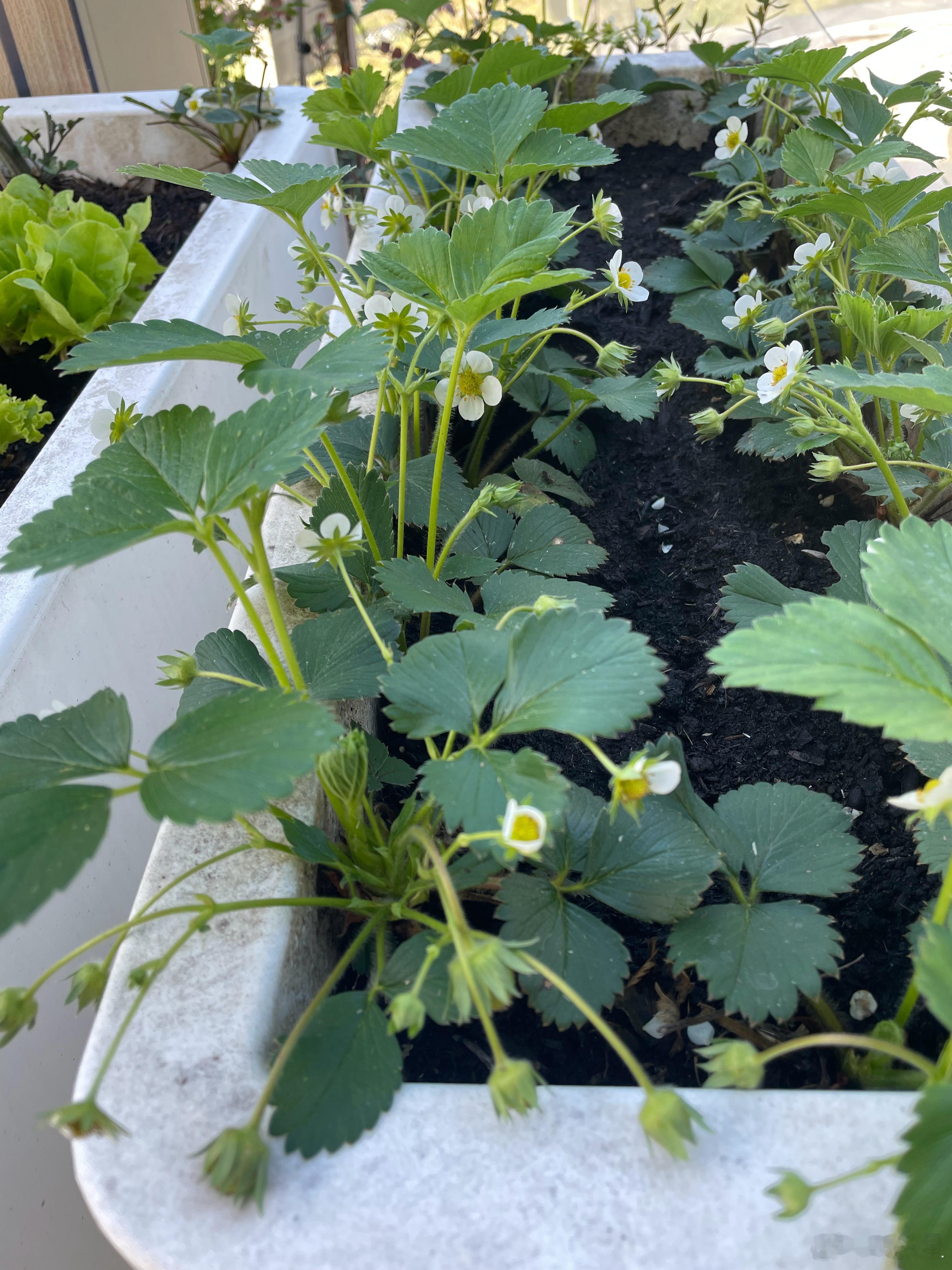 草莓🍓加油