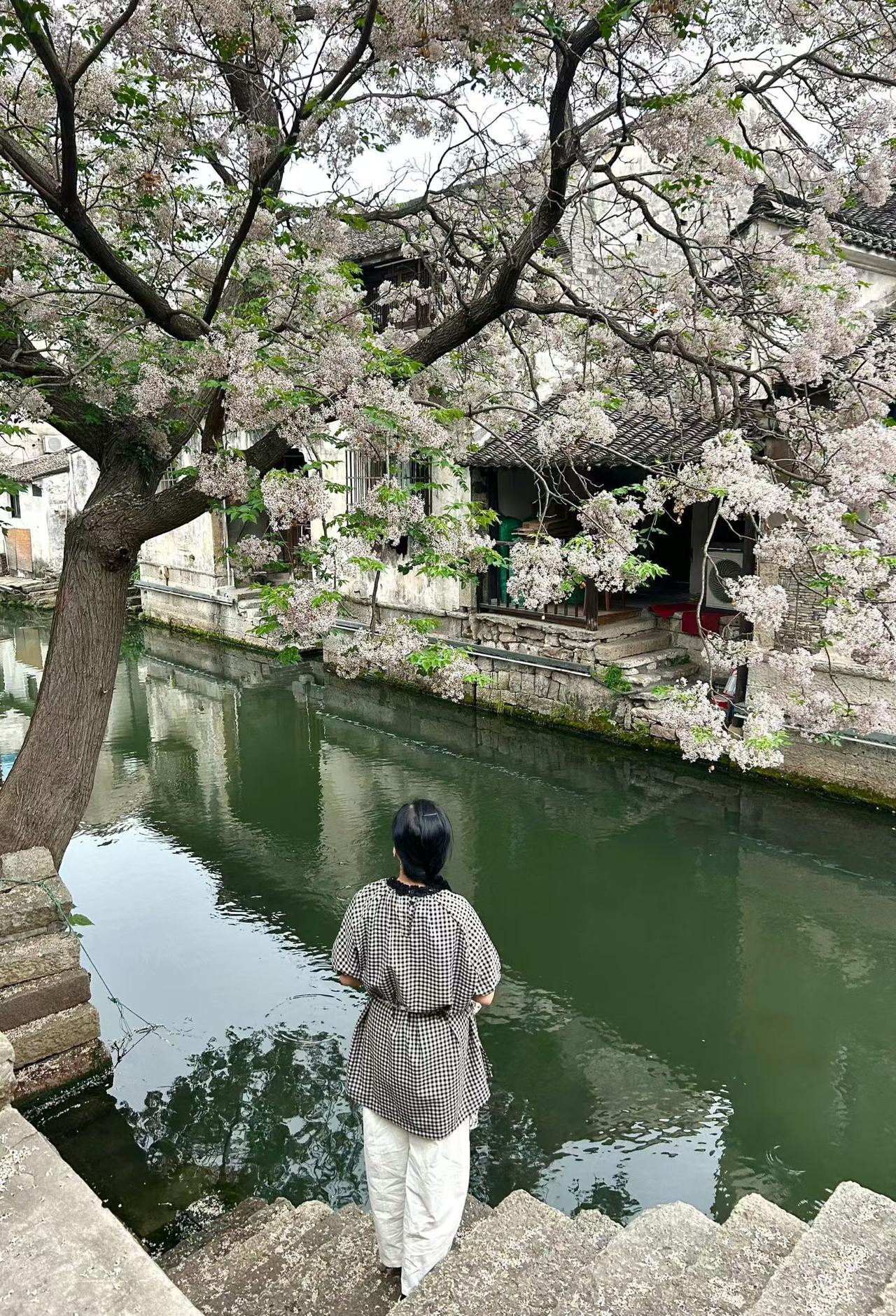 5月8日的仓桥直街环山河的苦楝树苦楝树 苦楝花 绍兴苦楝树