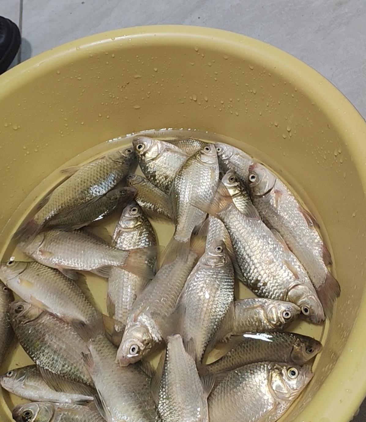 我老妈给我弟带儿子，天天和弟媳吵架，和我爸吵架，就是我弟媳看孩子给孩子摔伤了，我