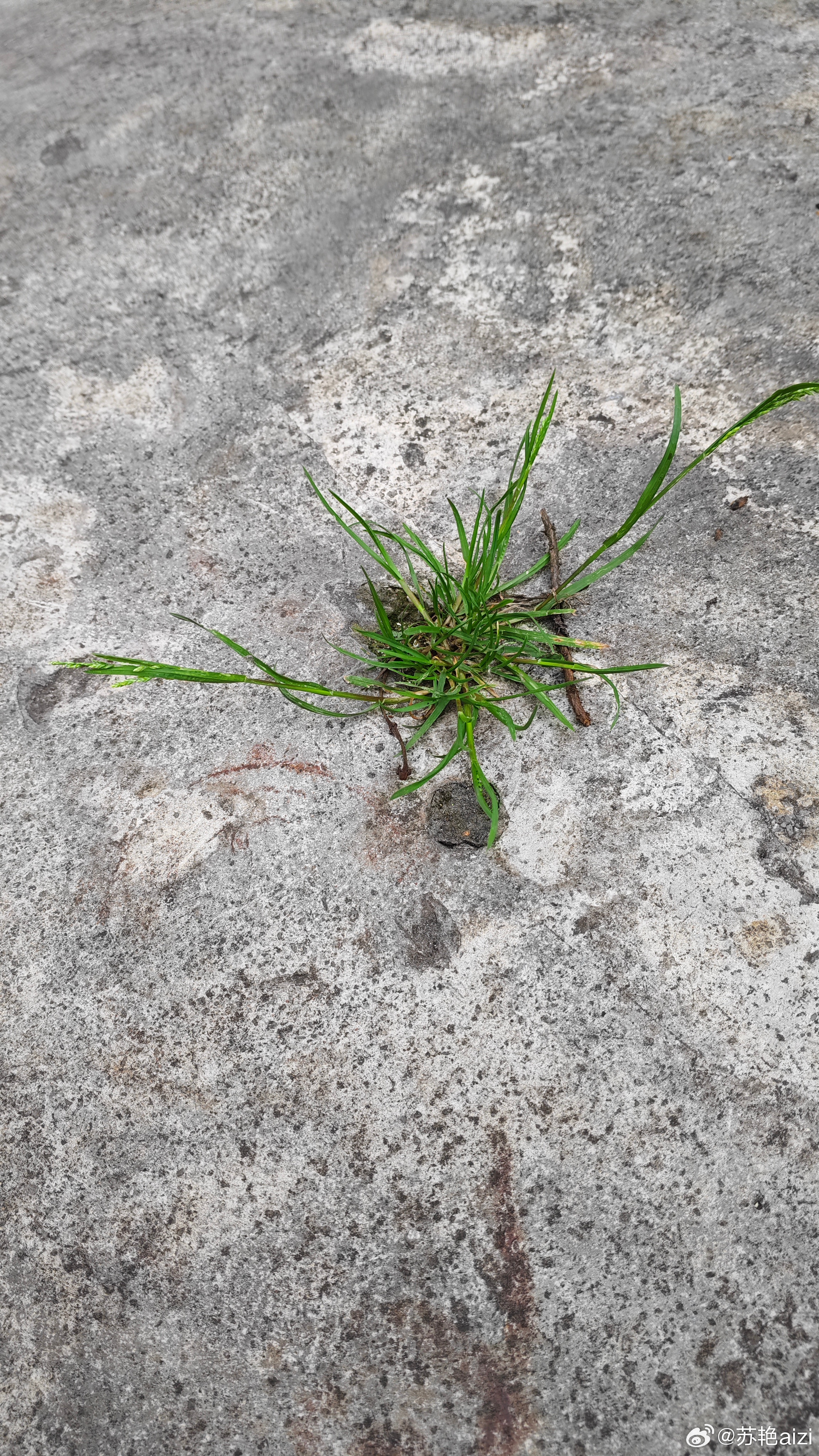 这些小草生命力好顽强，水泥地有条缝也能长出来。 