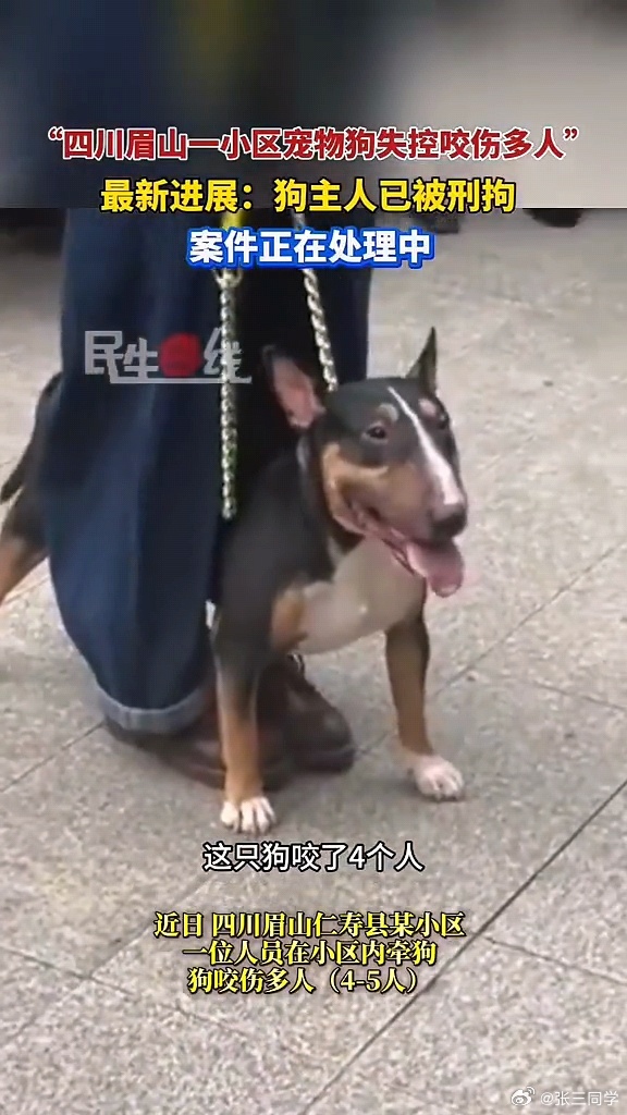 恶犬再闯大祸幼童被咬伤牛头梗，北上广深重庆成都等大部分城市都列为禁养犬，禁止饲养