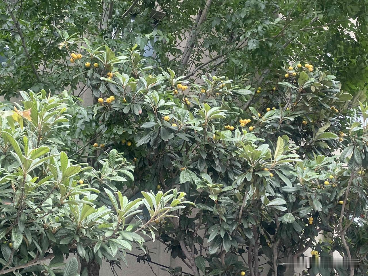 真心话茶局绿意盎然的柠檬树，阳光洒满枝头，生机勃勃！🌿🍋