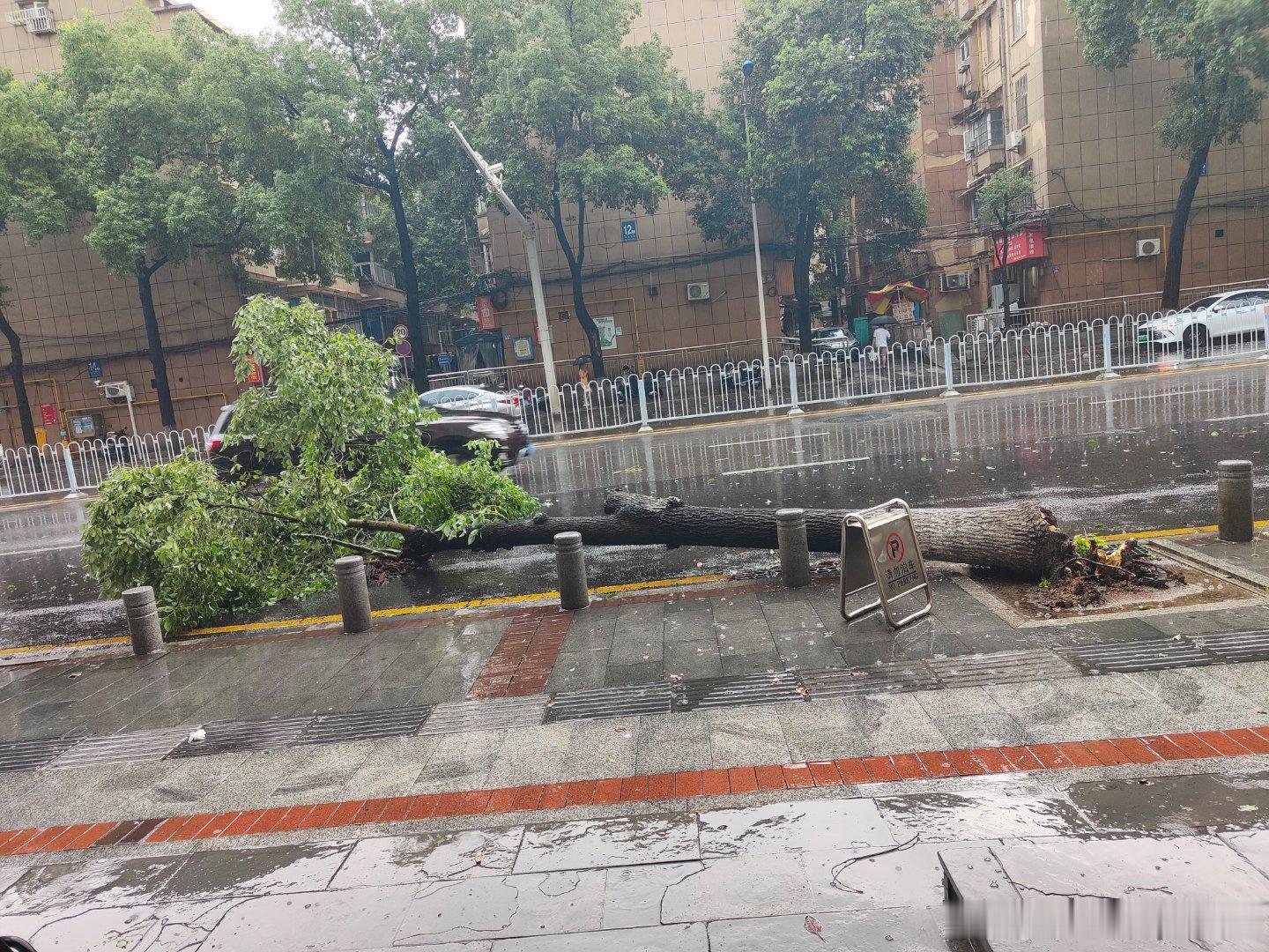 长沙突然下暴雨，我们看着酒店门口的一棵树被吹倒了！ 