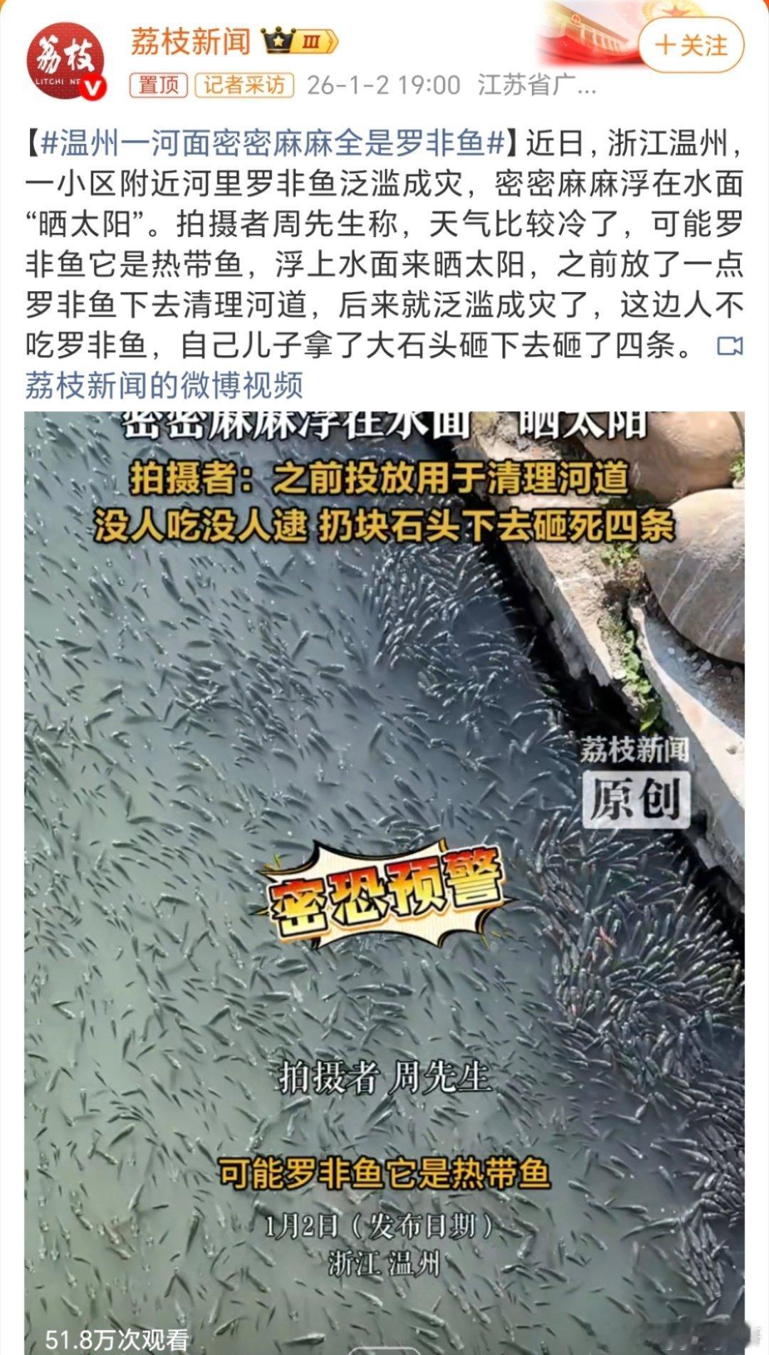 温州一河面密密麻麻全是罗非鱼下网直接给它一“网”打尽