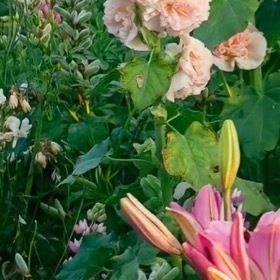 蜀葵1. 栽培方式：园土+腐叶土，普通疏松园土即可；高杆直根系，适合地栽、深盆盆