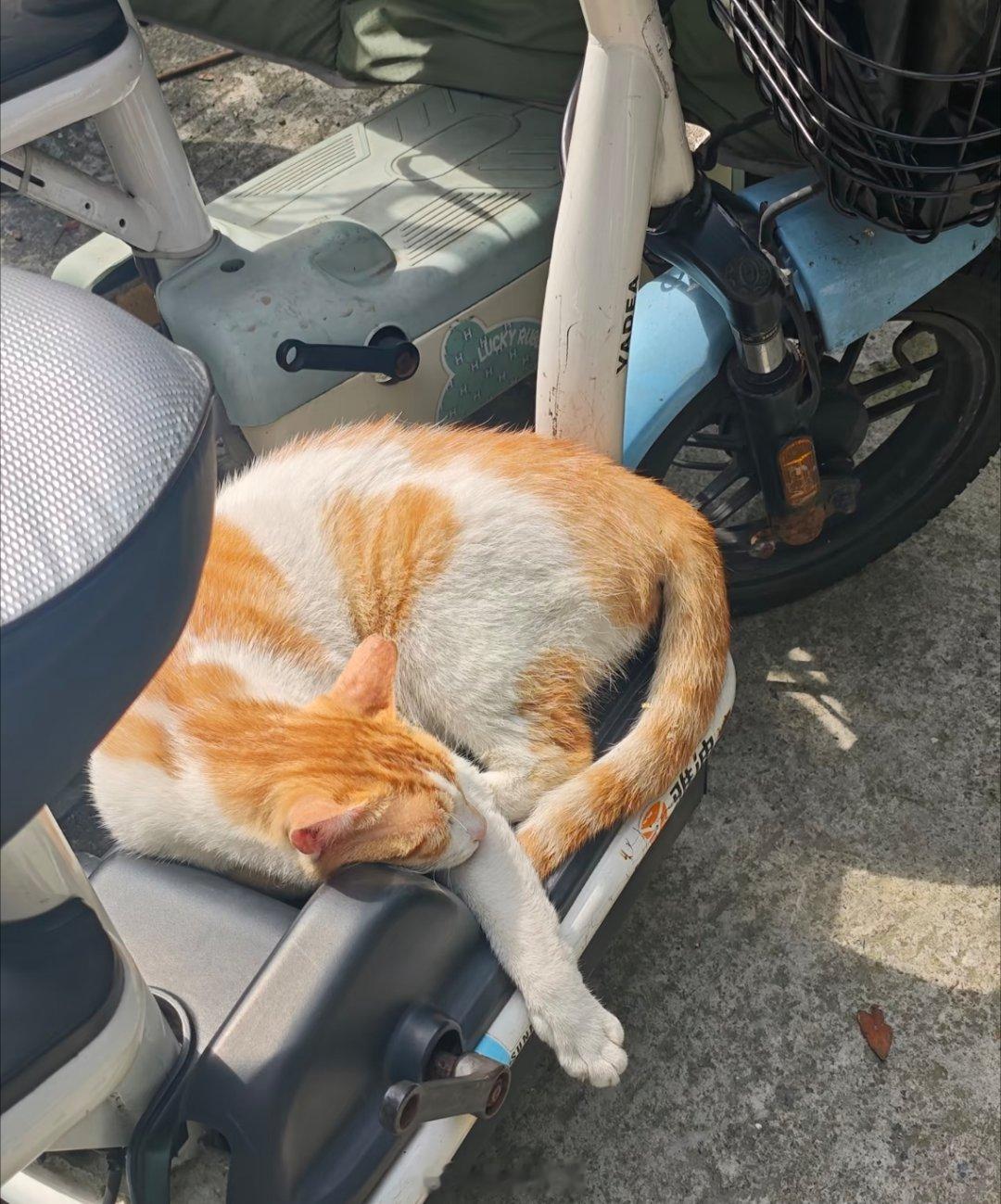 日常分享楼下电动车承包了两只小猫的日常大橘霸占脚踏板晒着太阳呼呼大睡，完全不怕路