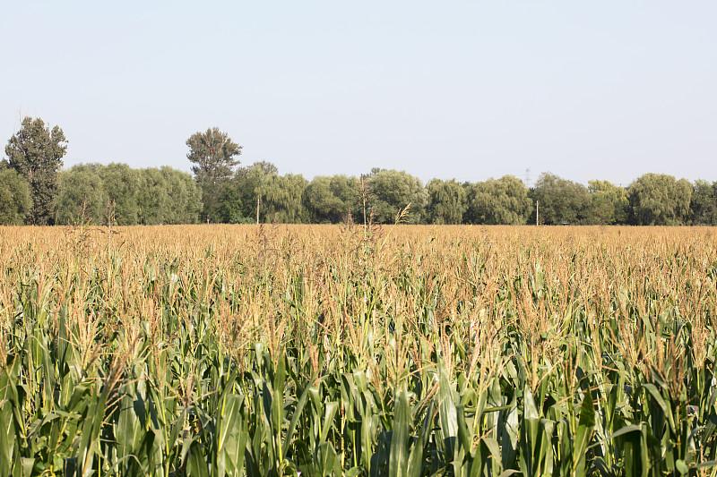 玉米种植难题被我国科研团队攻克了！这项登上《自然》的重磅研究，究竟藏着什么黑科技