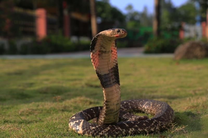 广西桂林这位95后姑娘秦女士太牛了！大学毕业两年就返乡和父亲养蛇，养着5万多条五