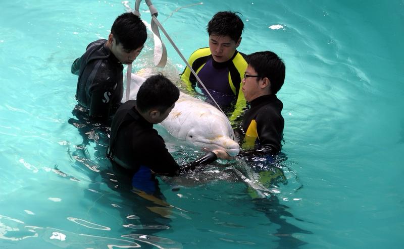 最近全运会吉祥物“大湾鸡”全网刷屏啦！它其实是十五届全运会吉祥物“喜洋洋”和“乐