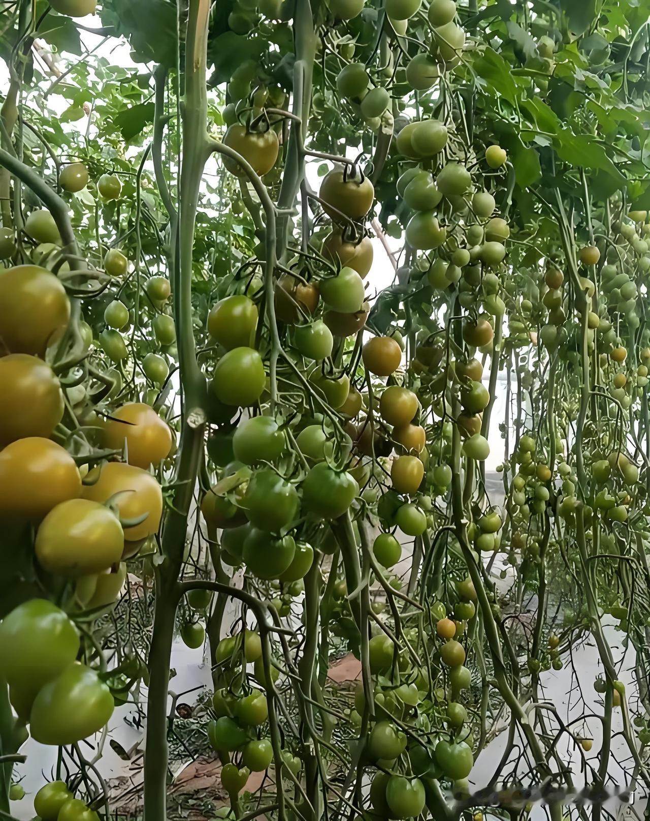 小番茄（圣女果、青口密）这样管理，挂满果像瀑布吃到爽！
 
养瀑布小番茄，打叉和