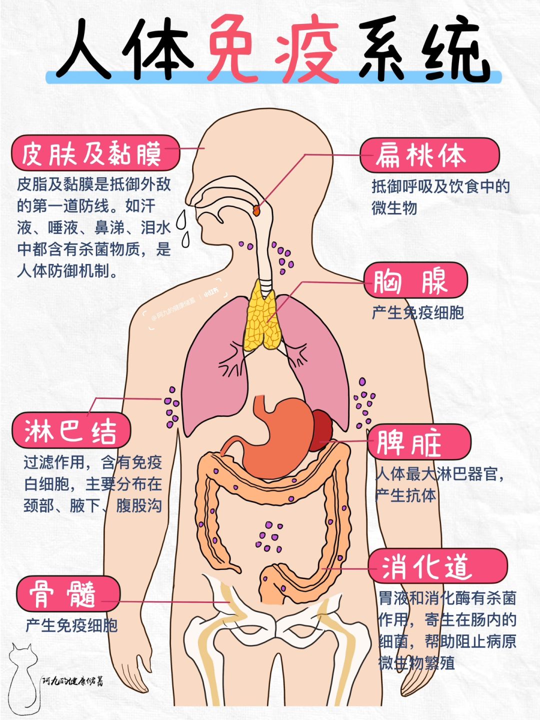 《人体使用手册》|与生俱来的防御机制