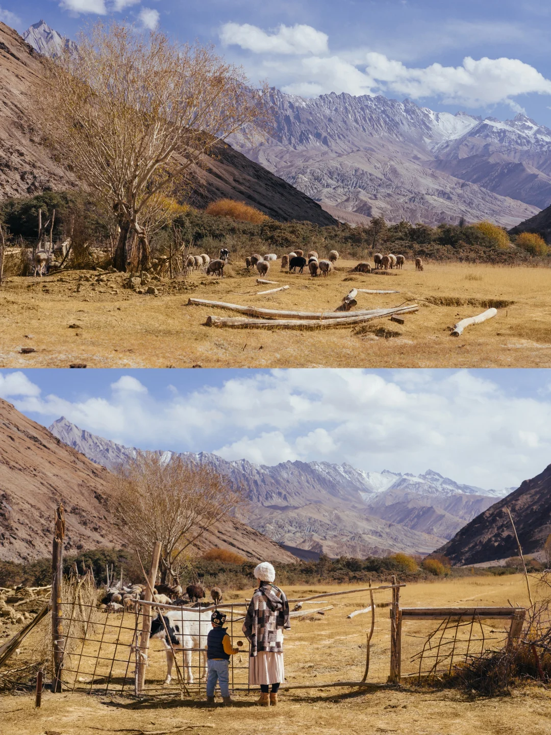 雪山下的高原牧场｜被这场秋日童话治愈🍁